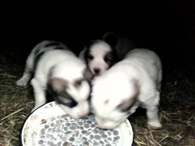 Алабаи в глубоком детстве.jpg (84.48 KiB) Просмотров: 2194 Алабаи в глубоком детстве.jpg