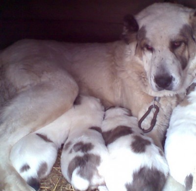 Кормежка.jpg (80.68 KiB) Просмотров: 2210 Кормежка.jpg