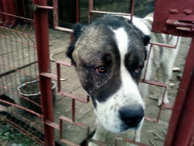 А глаза такие добрые.....jpg (140.52 KiB) Просмотров: 2210 А глаза такие добрые.....jpg