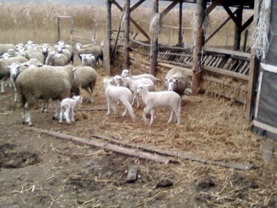 Самый маленький родился вчера.jpg (151.69 KiB) Просмотров: 2212 Самый маленький родился вчера.jpg