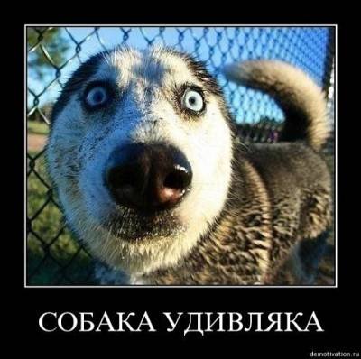 Удивляка.jpg
