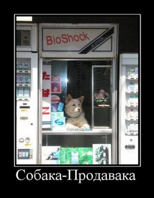 продавака.jpg