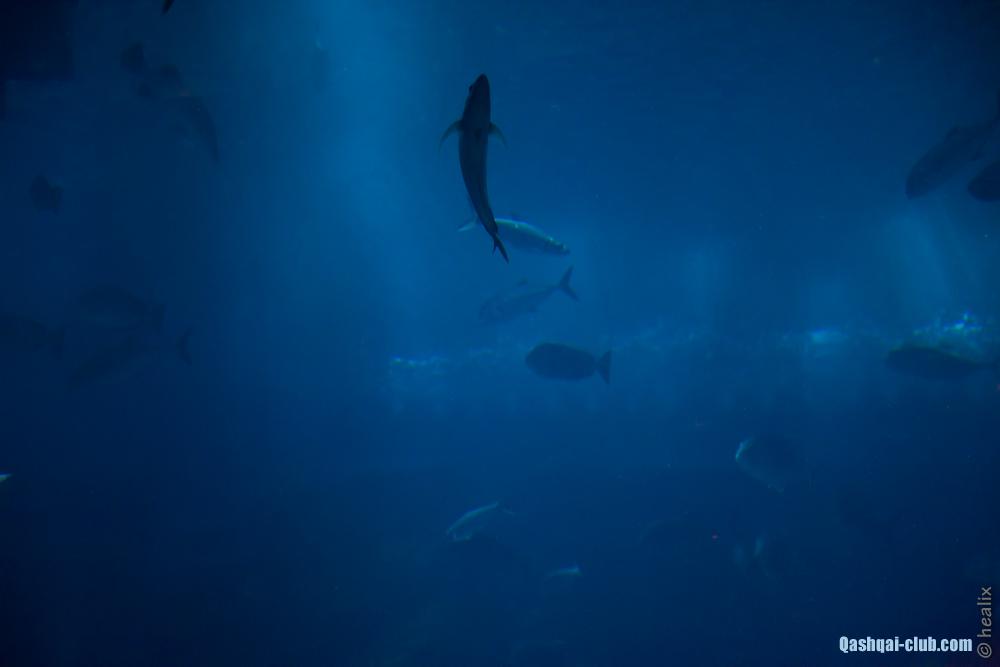 image7