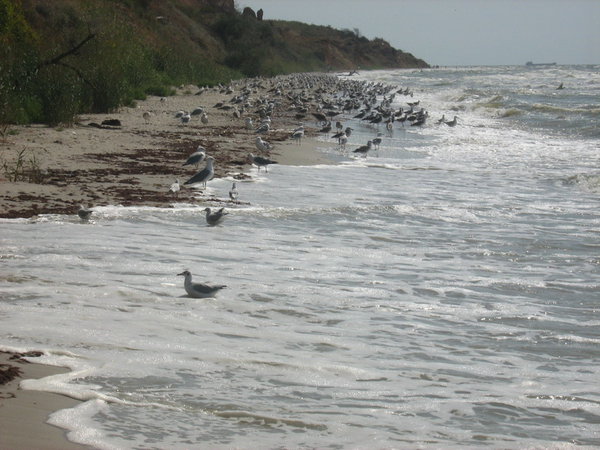 IMG_4123_новый размер.JPG (207.41 KiB) Просмотров: 7520 IMG_4123_новый размер.JPG