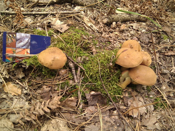 IMG_20120917_142358.jpg (265.3 KiB) Просмотров: 1763 IMG_20120917_142358.jpg