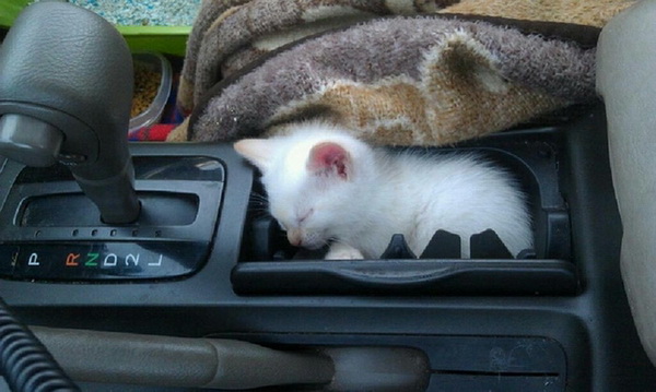 Коты....jpg