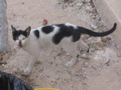 Типичный перс.jpg (109.47 KiB) Просмотров: 1954 Типичный перс.jpg