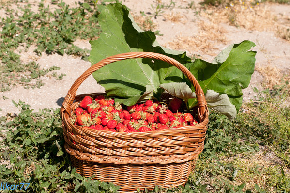 Dacha May 2013-6.jpg