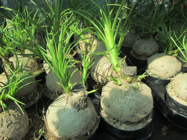 IMG_2445.JPG (4.7 MiB) Просмотров: 5955 IMG_2445.JPG