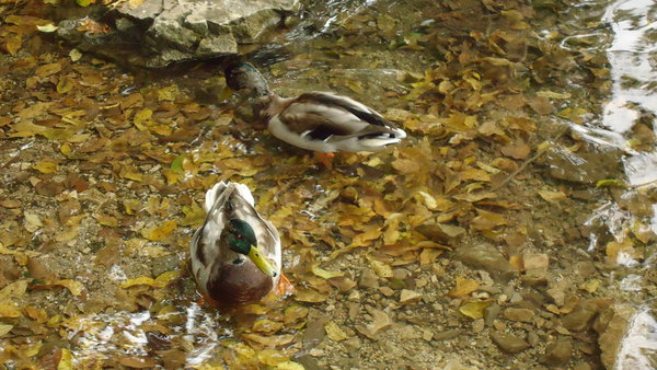 DSC04316_новый размер.JPG