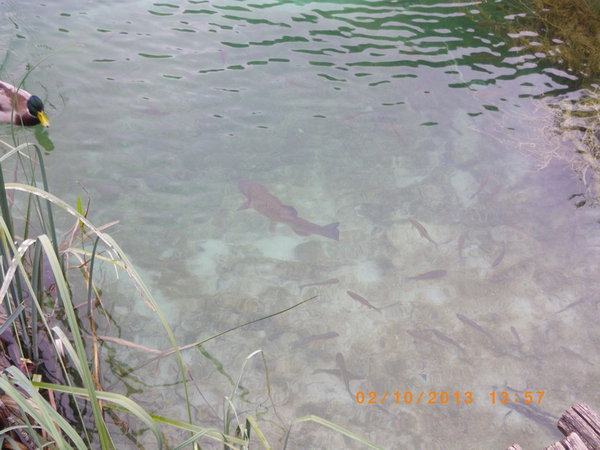 IMGP0721_новый размер.JPG