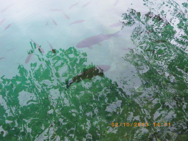 IMGP0728_новый размер.JPG