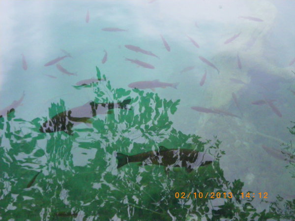 IMGP0729_новый размер.JPG