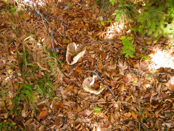 IMGP0763_новый размер.JPG