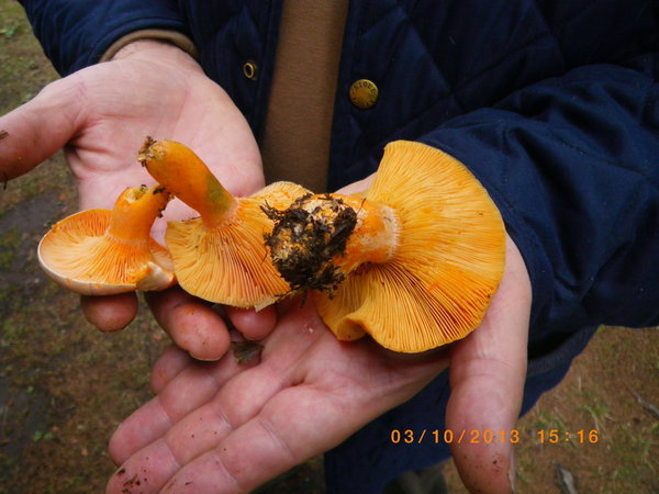 IMGP0778_новый размер.JPG