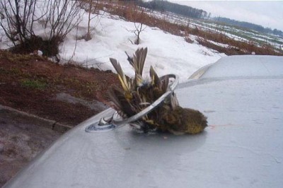Воробей.jpg (44.92 KiB) Просмотров: 2487 Воробей.jpg