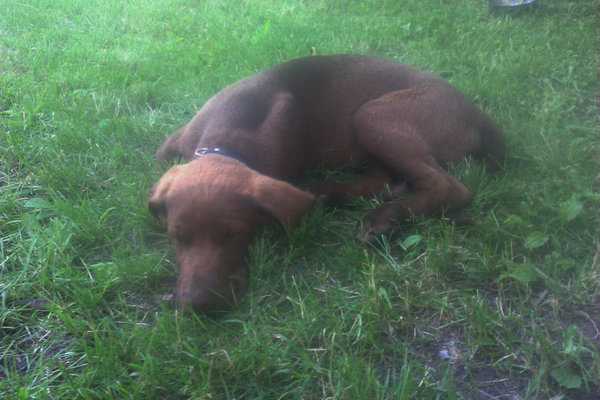 Сябака_.jpg (2.63 MiB) Просмотров: 2145 Сябака_.jpg