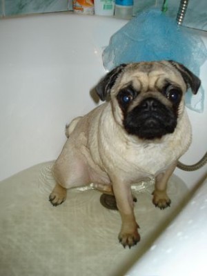 DSC003812.jpg (25.36 KiB) Просмотров: 1696 DSC003812.jpg