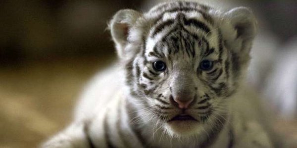 8cda81fc7ad906927144235dda5fdf151449231565.jpg (20.18 KiB) Просмотров: 1582 8cda81fc7ad906927144235dda5fdf151449231565.jpg