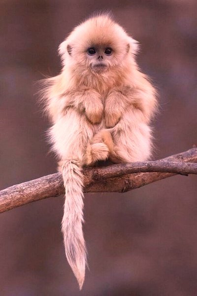 Monkee.jpg