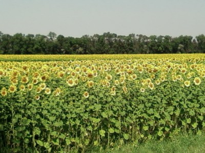Подсолнухи на Одесской трассе. Текила фотилась под третьим слева.jpg (119.27 KiB) Просмотров: 2459 Подсолнухи на Одесской трассе. Текила фотилась под третьим слева.jpg