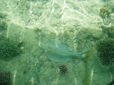 cat.jpg (122.61 KiB) Просмотров: 1996 cat.jpg