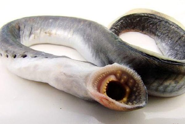 1487616794_min.jpg (26.76 KiB) Просмотров: 4667 1487616794_min.jpg