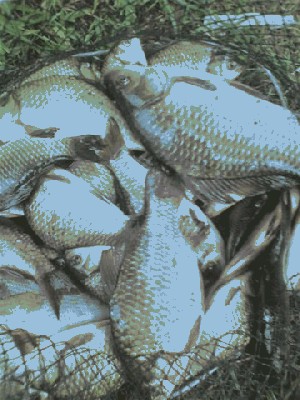 рыбка.jpg (63.88 KiB) Просмотров: 2106 рыбка.jpg