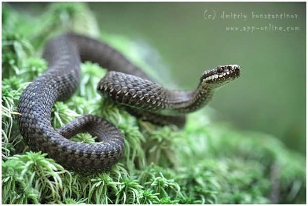 2_reference.jpg (54.17 KiB) Просмотров: 1909 2_reference.jpg