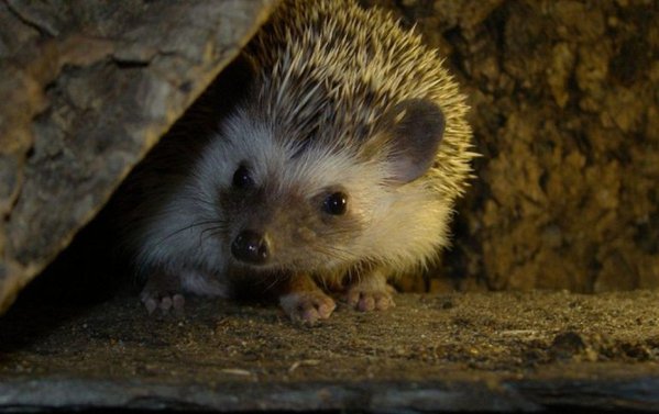 1d6bc011c1d37415dccea5e5e1ce0853_L-768x483.jpg (58.52 KiB) Просмотров: 3275 1d6bc011c1d37415dccea5e5e1ce0853_L-768x483.jpg