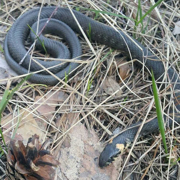 832160_2_w_1200.jpg (142.71 KiB) Просмотров: 1586 832160_2_w_1200.jpg