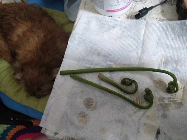 IMG_20190416_190451.jpg (776.83 KiB) Просмотров: 4032 IMG_20190416_190451.jpg