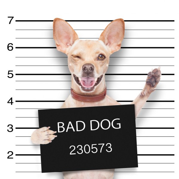 depositphotos_56306497-stock-photo-mugshot-dog.jpg