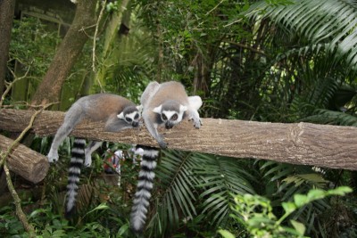 lemour.jpg (180.56 KiB) Просмотров: 2420 lemour.jpg