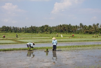 rice1.jpg (134.41 KiB) Просмотров: 2419 rice1.jpg