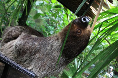 lenivec2.jpg (189.88 KiB) Просмотров: 2418 lenivec2.jpg