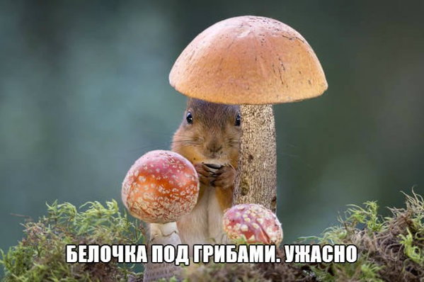 1533979078_2.jpg (43.71 KiB) Просмотров: 1791 1533979078_2.jpg