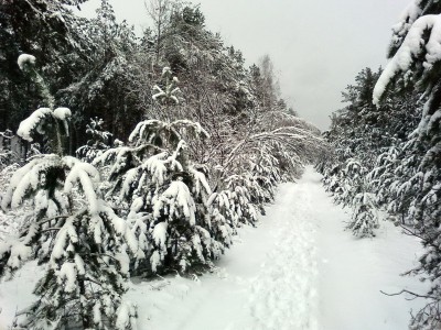Новогодние елки на любой вкус.jpg