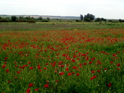 Маки.jpg (145.35 KiB) Просмотров: 2854 Маки.jpg