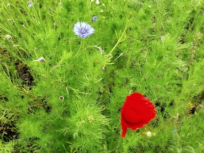 Пушистые краски.jpg (267.6 KiB) Просмотров: 2862 Пушистые краски.jpg