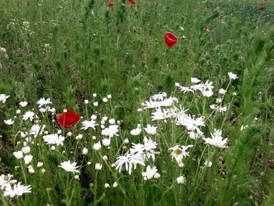 Спартаковские цвета.jpg (230.56 KiB) Просмотров: 2862 Спартаковские цвета.jpg