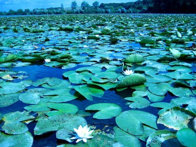 Гектары белых лилий.jpg (260.92 KiB) Просмотров: 3592 Гектары белых лилий.jpg