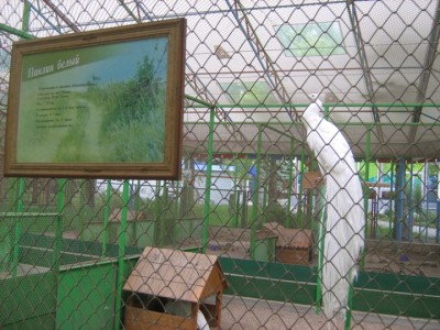 павлин белій.JPG