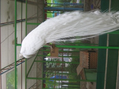 белій красавец.JPG