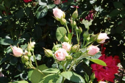 IMG_1559.jpg