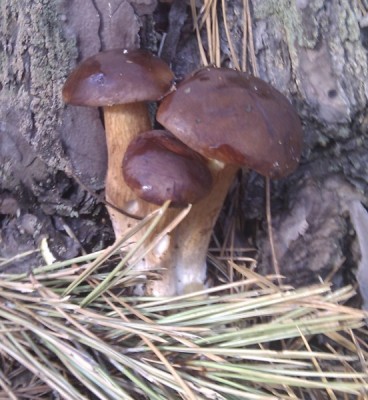 IMAG0052.jpg (97.83 KiB) Просмотров: 1511 IMAG0052.jpg