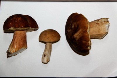 IMG_3733_web.jpg (58.26 KiB) Просмотров: 1920 IMG_3733_web.jpg