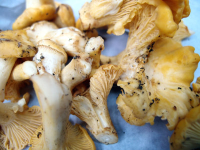 P6261043-1.JPG
