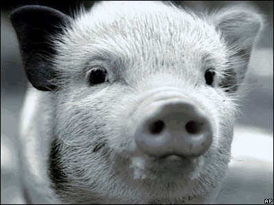 _41766162_pig.jpg