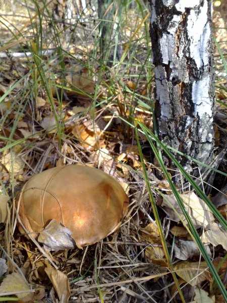 Подберезовик.jpg (149.3 KiB) Просмотров: 1936 Подберезовик.jpg